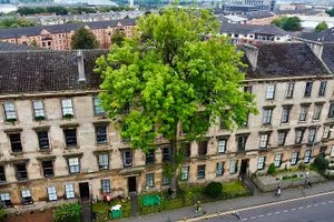 The Remarkable Journey of Glasgow's Argyle Street Ash Tree